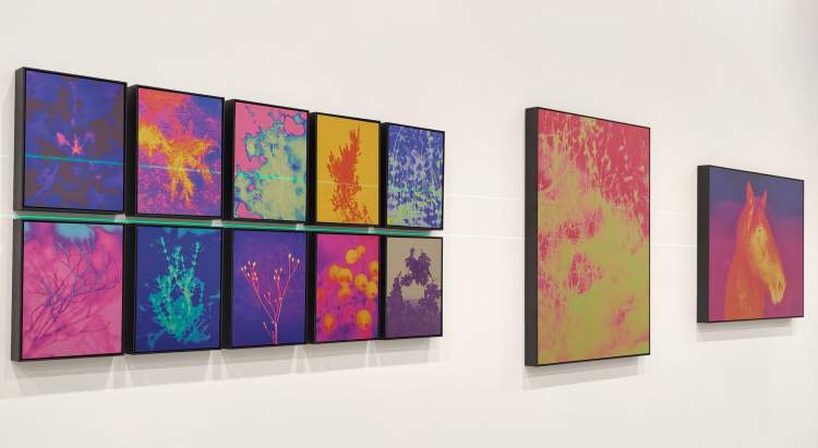 第18届上海国际摄影艺术展首次上岛办展,看看中外名家带来哪些精彩作品