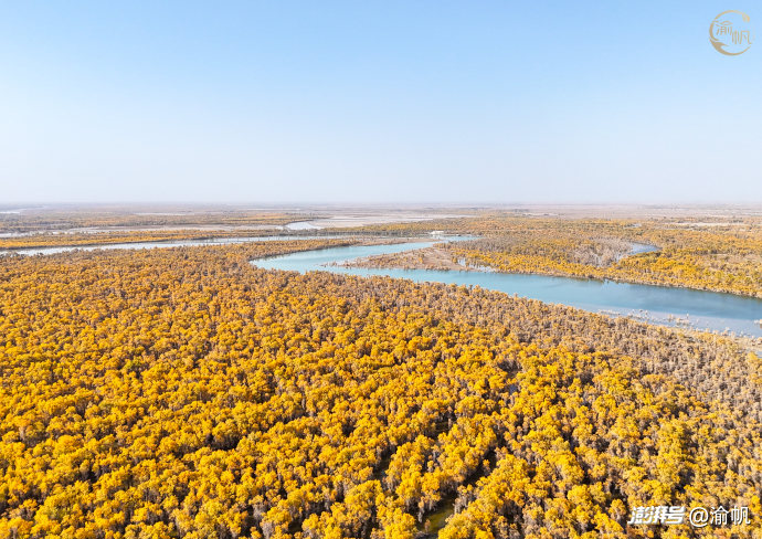 新疆沙雅月亮湾：被严重忽略的赏秋地，藏着3000年不朽的金色童话