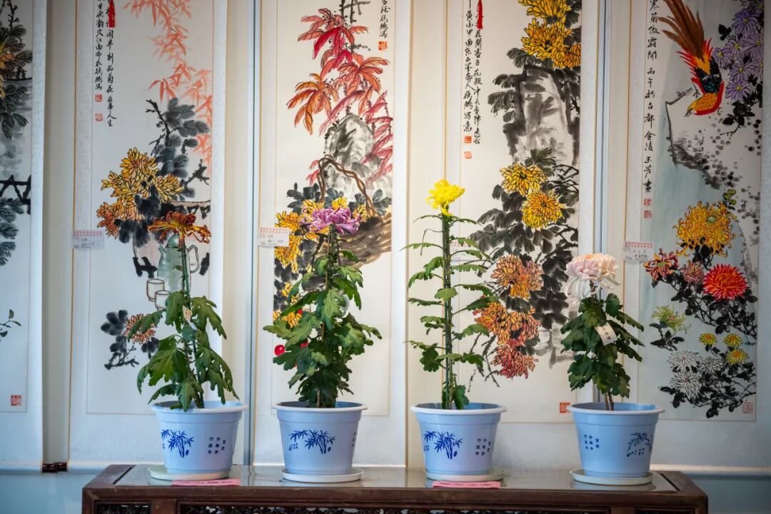 千盆名菊邂逅书画雅韵 南京玄武湖菊花会启幕