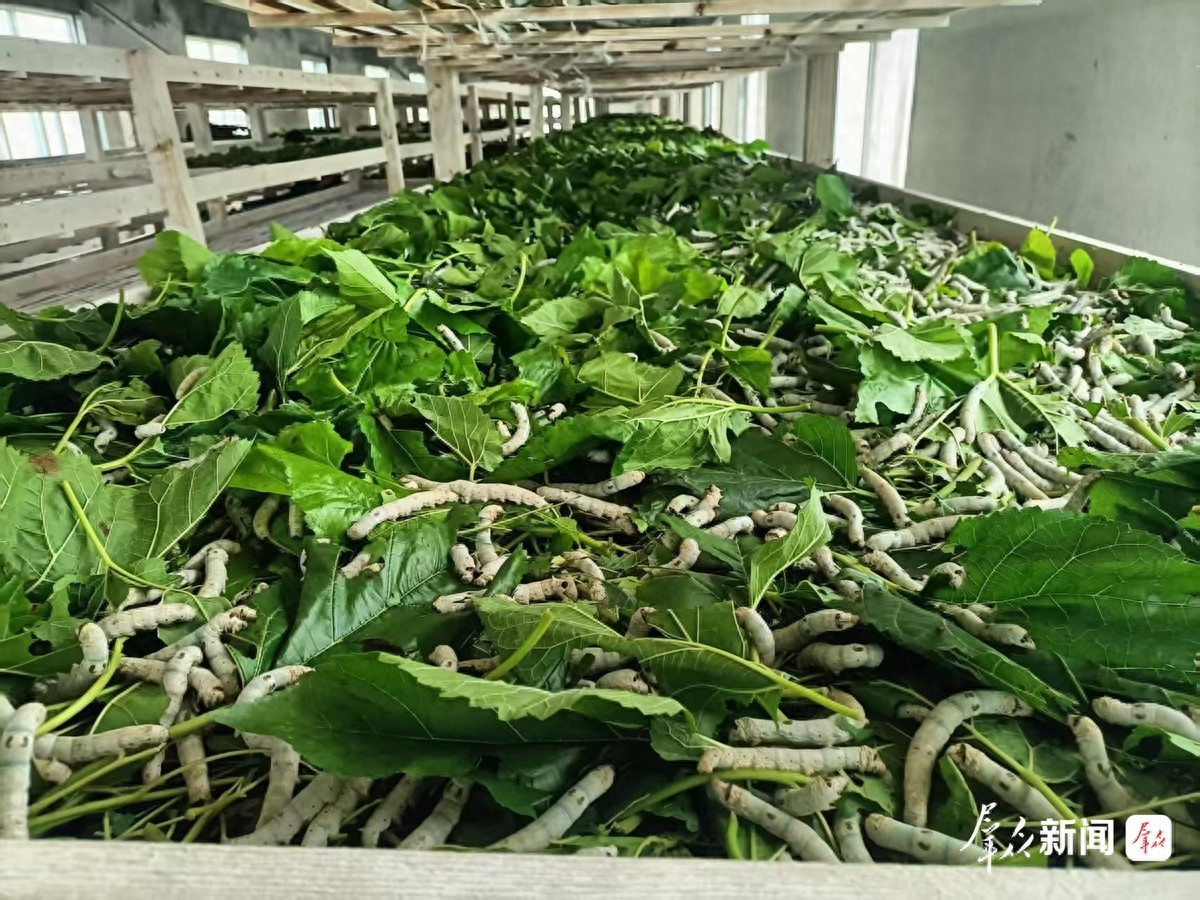 陕西新增一个上合组织农业技术交流培训示范实训基地