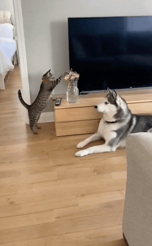 刷到一个又一个假视频后,我不敢相信互联网了