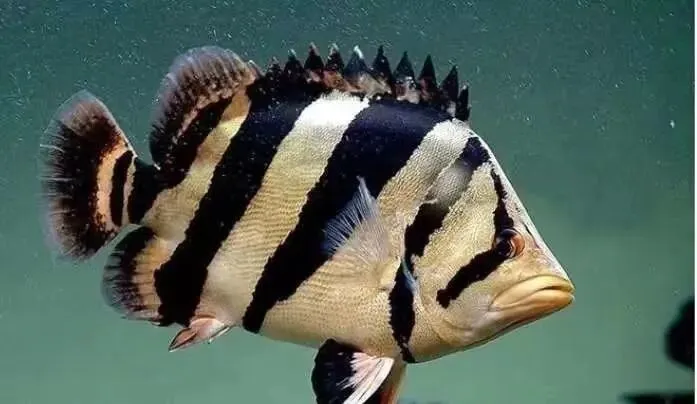 海洋科普丨虎鱼