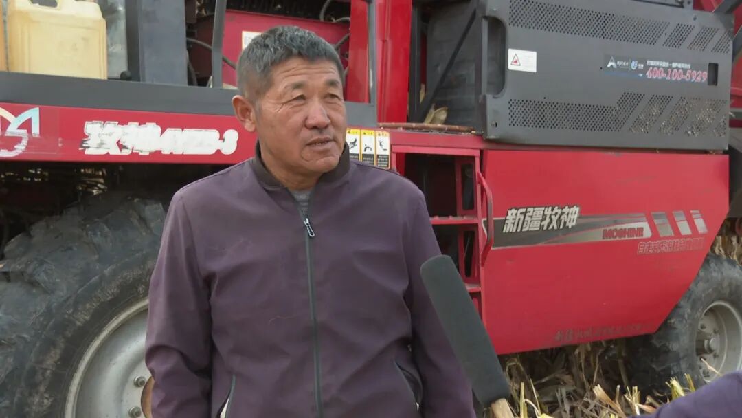沃野流金!鄂托克前旗城川镇玉米收割晾晒忙不停