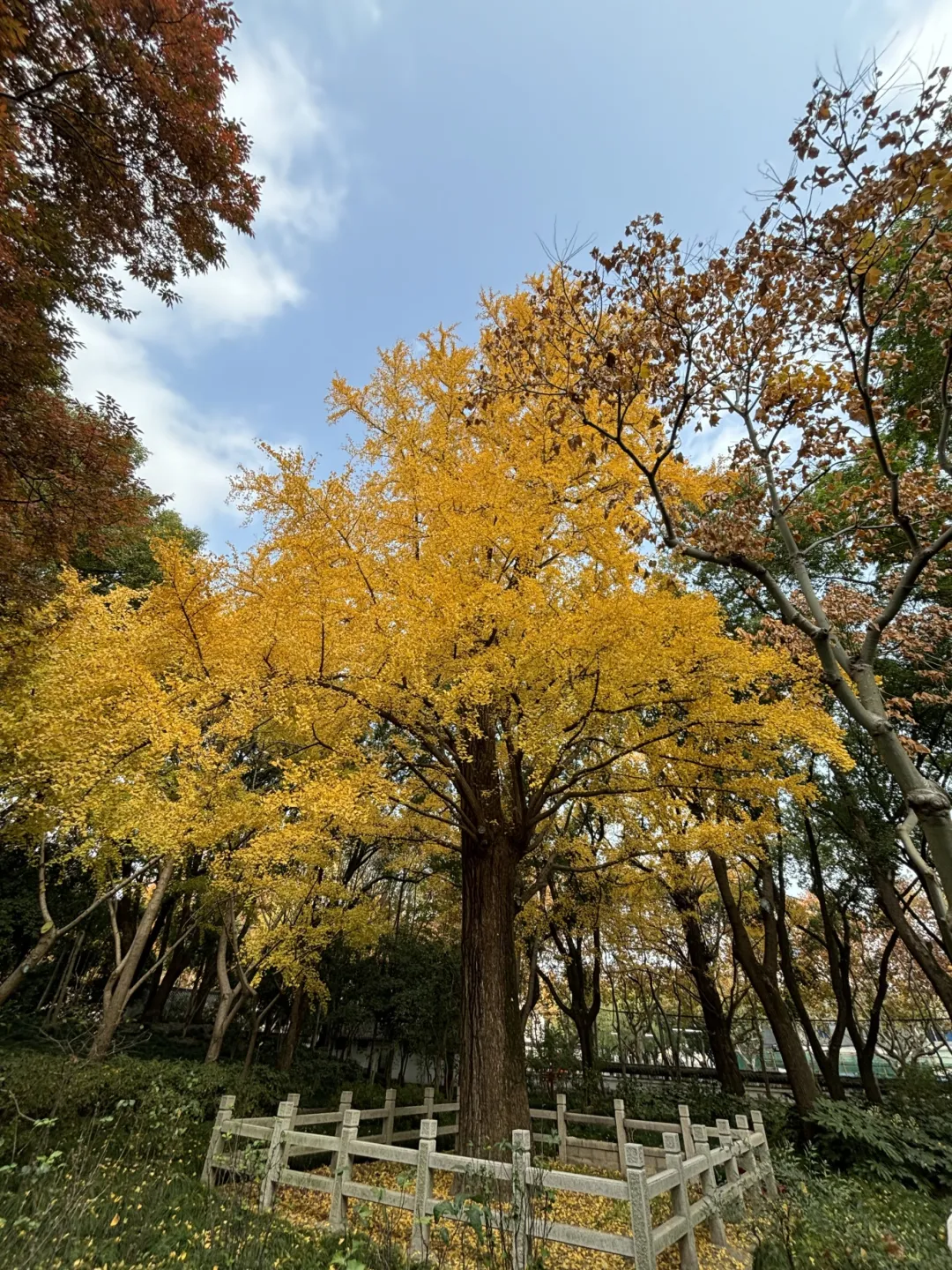 美！方塔园600年银杏古树披上“黄金甲”
