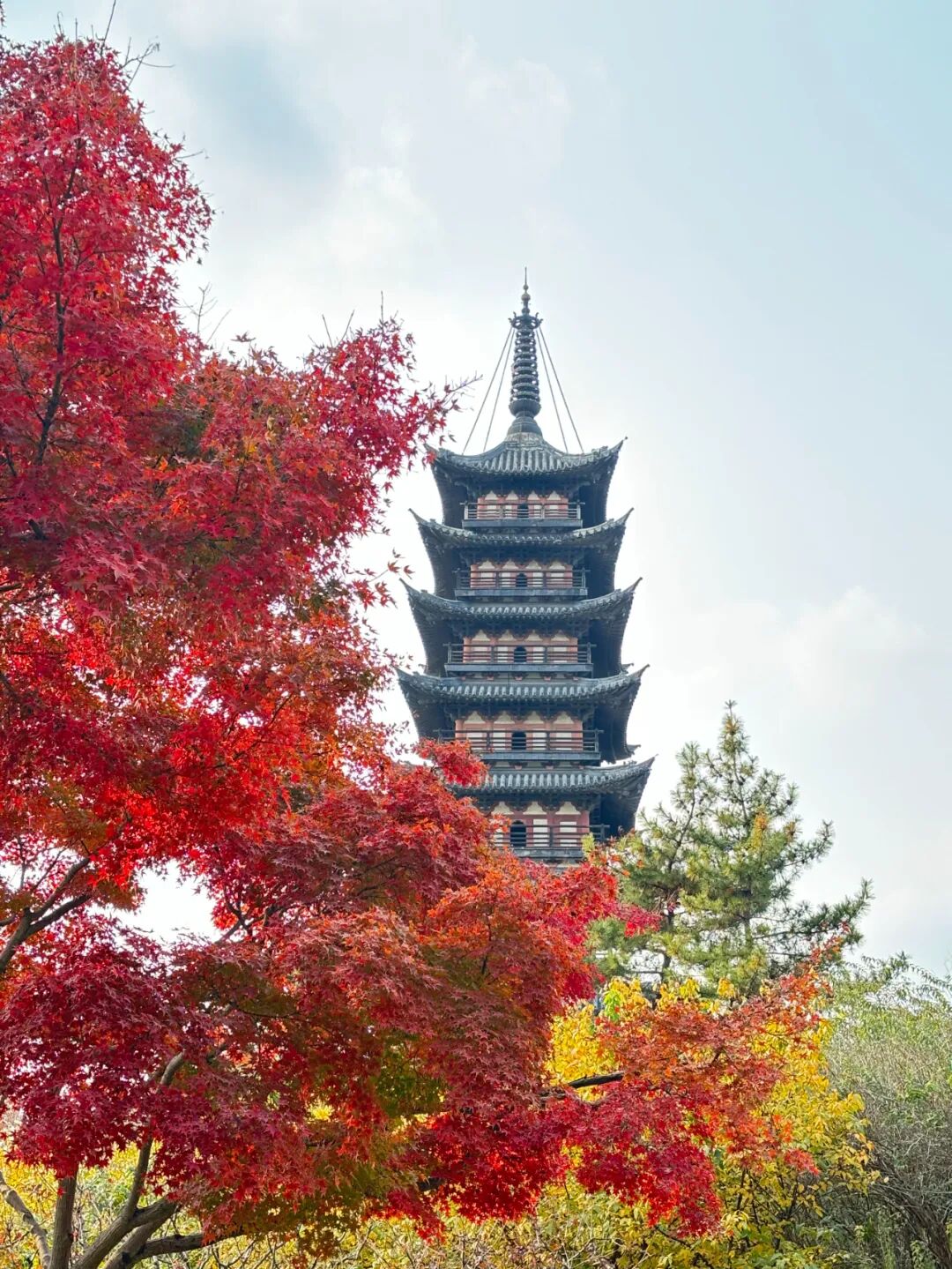 美！方塔园600年银杏古树披上“黄金甲”