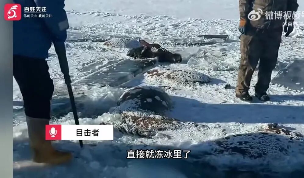 黑龙江水库冰面下发现13匹冰冻马！马主：马扎堆喝水时冰面碎裂，坠冰窟冻死