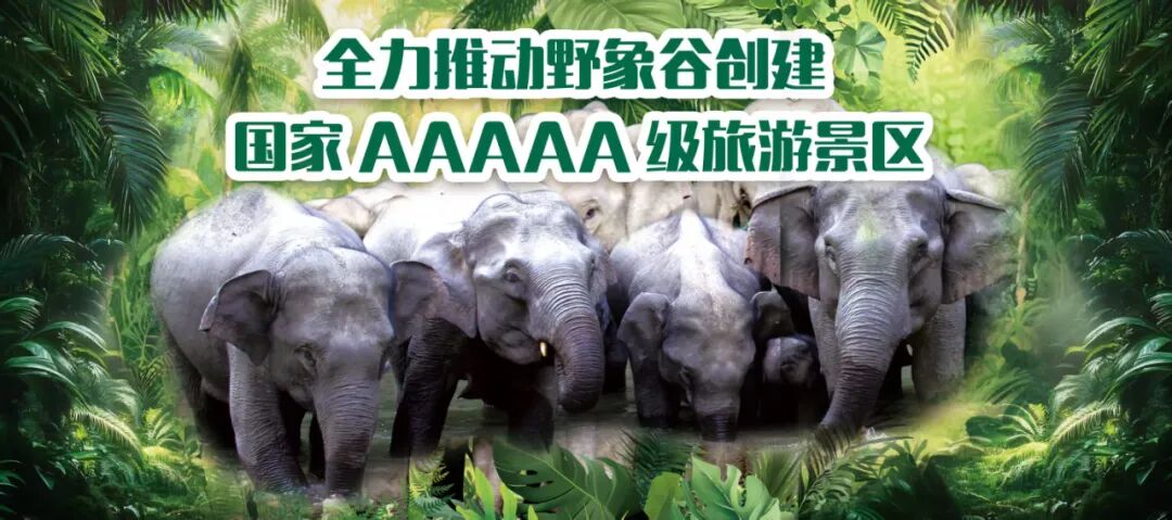 西新发布｜五年奋斗 勐海发展成色十足