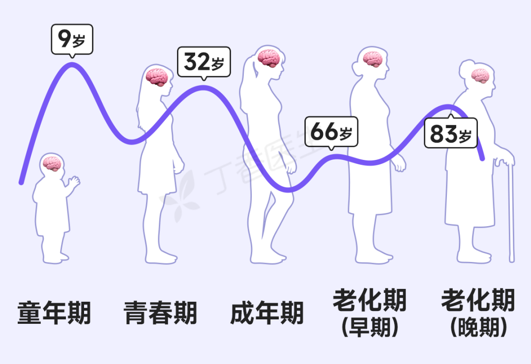 别急，青春期到32岁才结束！大脑的一生有4次关键转折点