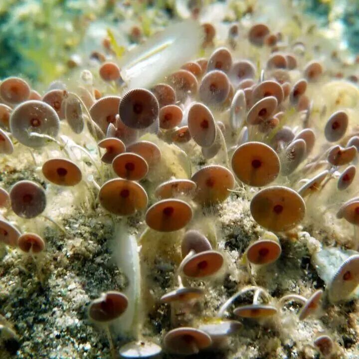 海洋科普 | 大伞藻：荒石生白发