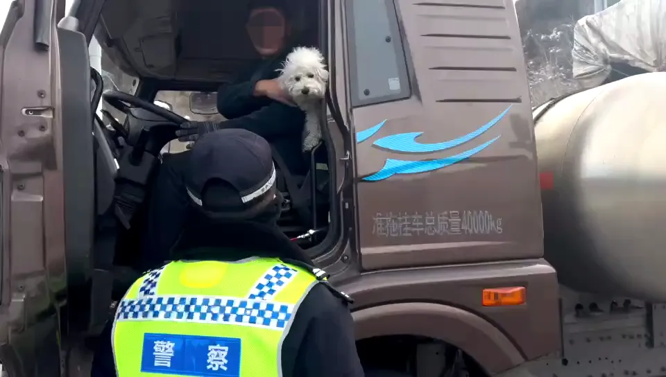 【安全课堂】宠物再乖，驾车时也别冒险让它“陪驾”