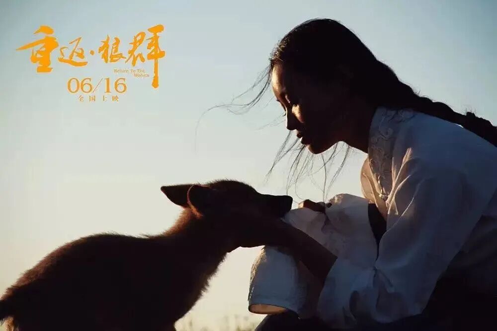 重返狼群的故事为什么感动了千万人?
