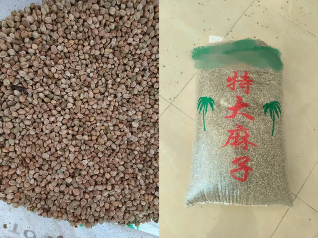 查获大麻种子近2吨！云南临沧警方破获一起非法贩卖毒品原植物种子案件