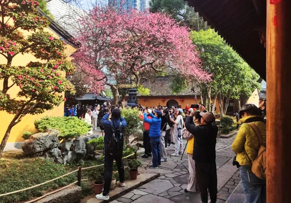 湖州味道|铁佛寺:春来红梅开_澎湃号·政务_澎湃新闻-The Paper