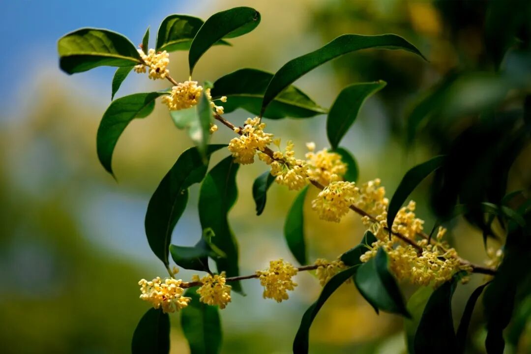 花信十二番,岁岁奉花神丨春晚《贺花神》中的草木风华与东方雅韵(三)