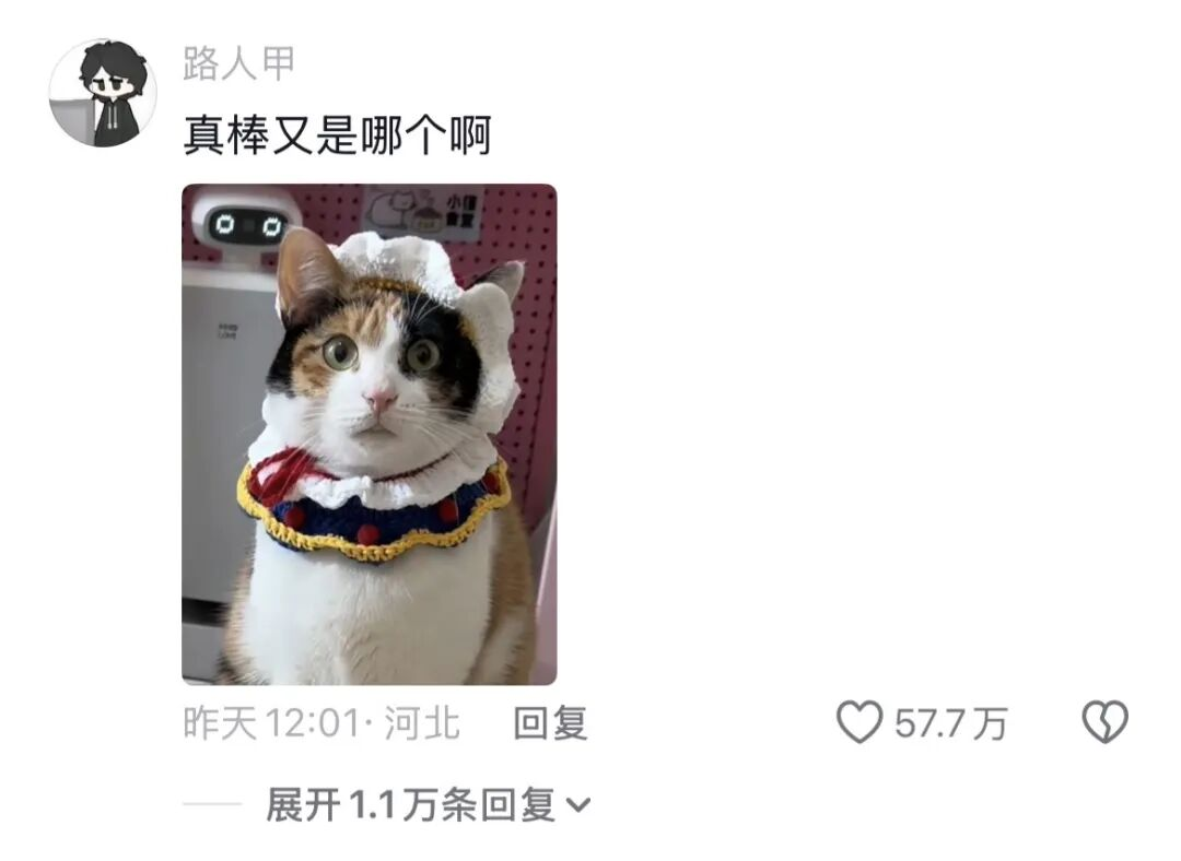 人猫交流的千年难题,现在1块钱就解决了?_澎湃号·湃客_澎湃新闻-The Paper