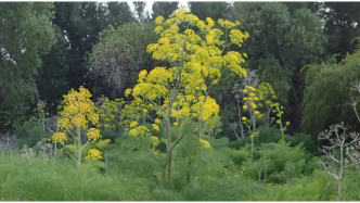 这可能是人类记录的第一种灭绝植物，但它直到今天还具有影响力