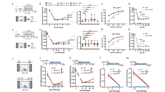 Cell Res｜怕吃止痛药上瘾？试试照光！40Hz闪烁光缓解慢性疼痛新策略