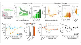 eLife｜疼不疼，竟然和心情有关？日本科学家首次揭示“蓝斑-脊髓”通路是压力致痛的关键神经环路