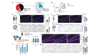 《Cell》“肝-脑运动信号轴”又有新见解！加州大学团队发现肝脏会分泌“护脑因子”，或可逆转记忆衰退