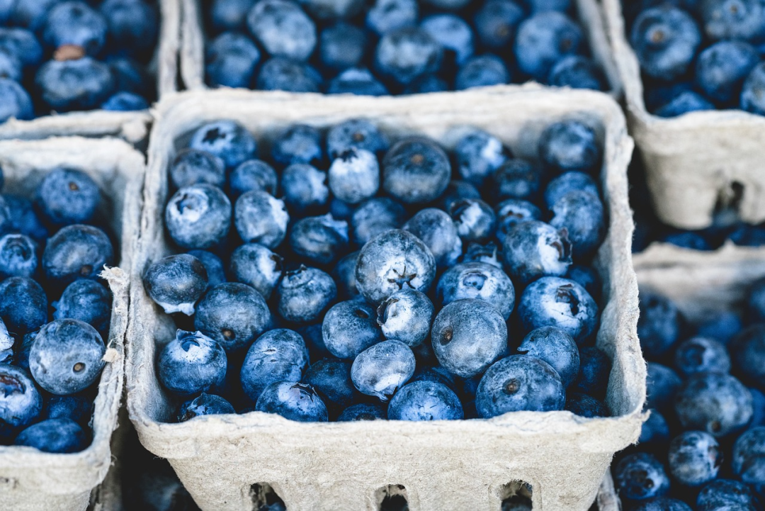 研究发现：野生蓝莓，在血管抗衰老和降低心血管病风险方面，效果都更好