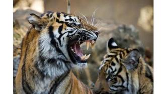 吉林男子非法出售两颗虎牙获利5万元，被判刑6个月并处罚金1万元，收缴涉案虎牙