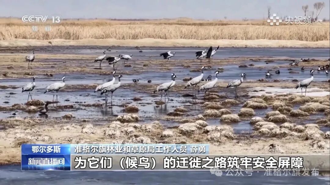 北迁候鸟赴春约!央视新闻聚焦准格尔旗为候鸟迁徙保驾护航_澎湃号·政务_澎湃新闻-The Paper