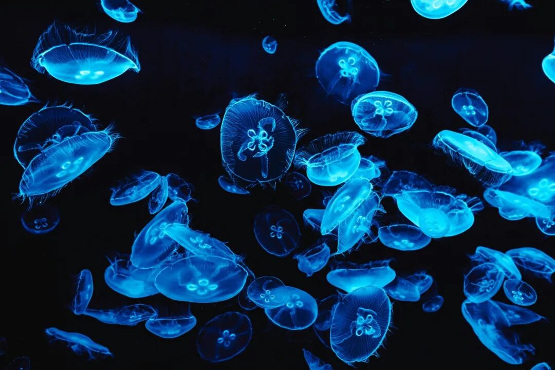海洋科普 | 深海不黑暗,海洋生物自己会发光_澎湃号·政务_澎湃新闻-The Paper