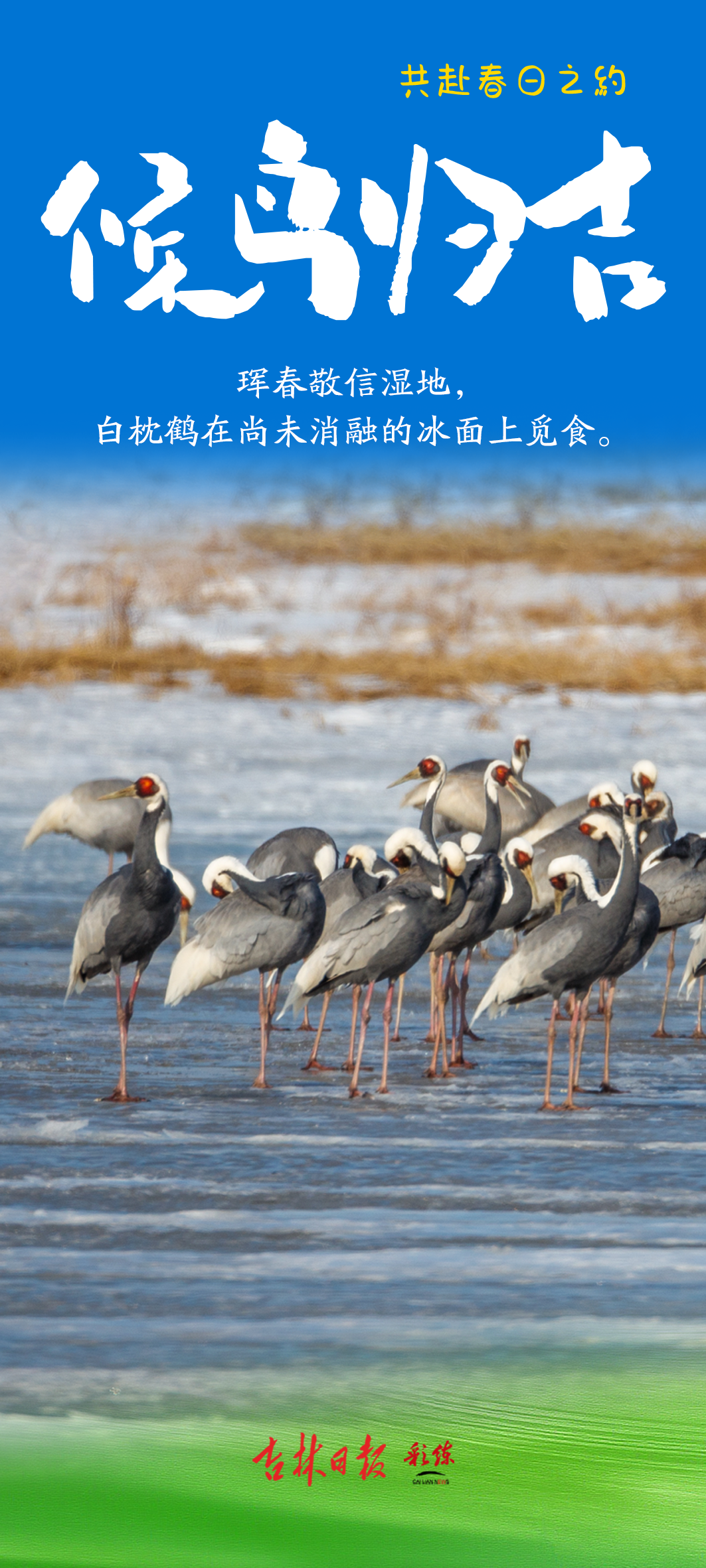 春风有信，候鸟归吉——2026吉林首批北迁候鸟如约而至，共赴一场春日生态之约_澎湃号·媒体_澎湃新闻-The Paper