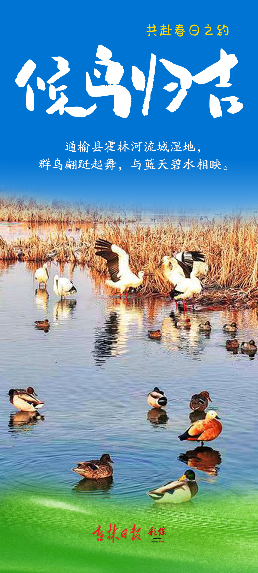 春风有信，候鸟归吉——2026吉林首批北迁候鸟如约而至，共赴一场春日生态之约_澎湃号·媒体_澎湃新闻-The Paper