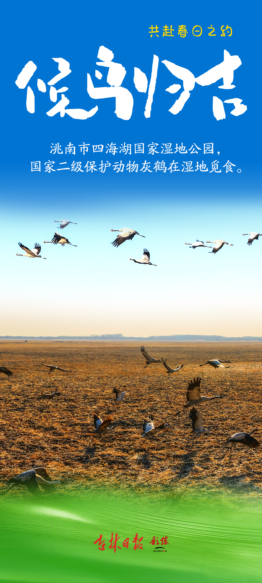 春风有信,候鸟归吉——2026吉林首批北迁候鸟如约而至,共赴一场春日生态之约_澎湃号·媒体_澎湃新闻-The Paper