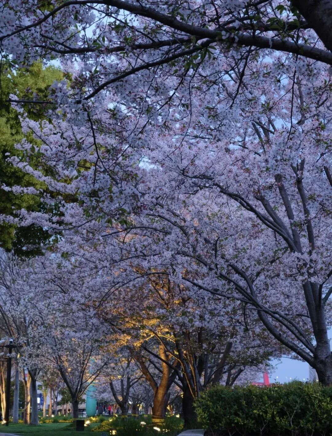 杨浦滨江:超大樱花林盛放,沿江樱花雨打造赏樱“天花板”_澎湃号·政务_澎湃新闻-The Paper