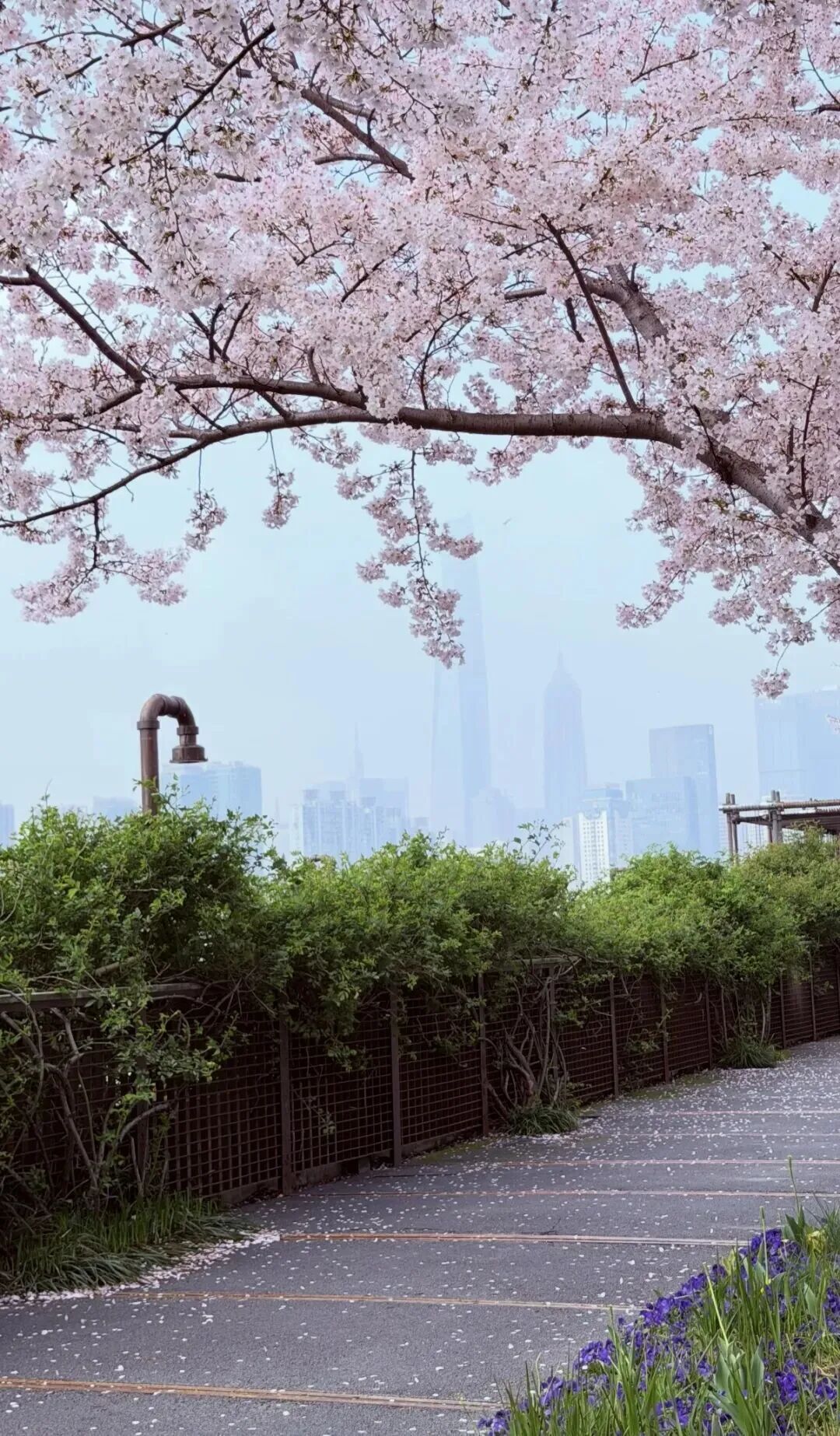 杨浦滨江:超大樱花林盛放,沿江樱花雨打造赏樱“天花板”_澎湃号·政务_澎湃新闻-The Paper