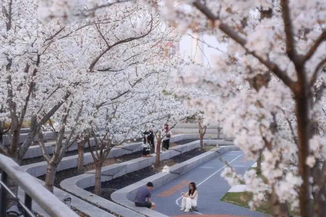 杨浦滨江:超大樱花林盛放,沿江樱花雨打造赏樱“天花板”_澎湃号·政务_澎湃新闻-The Paper