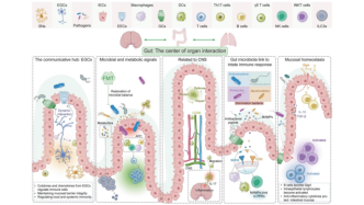 頂刊綜述 | 一藥通三軸！武漢協(xié)和醫(yī)院張建成/袁世熒等合作揭示氯胺酮如何調(diào)控“腸-腦-肺”健康