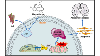 癡呆可緩，記憶回春！杭州醫(yī)學(xué)院趙霞/梁廣團(tuán)隊(duì)揭示木蘭花堿通過抑制JNK通路緩解AD認(rèn)知障礙