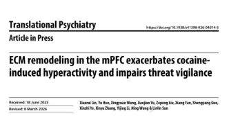 為何成癮后膽子變大、不怕危險(xiǎn)？北京大學(xué)孫琳琳?qǐng)F(tuán)隊(duì)揭示基質(zhì)失衡致成癮機(jī)制