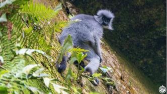 獨(dú)龍江雨澆不澆得走棕頸犀鳥(niǎo)
