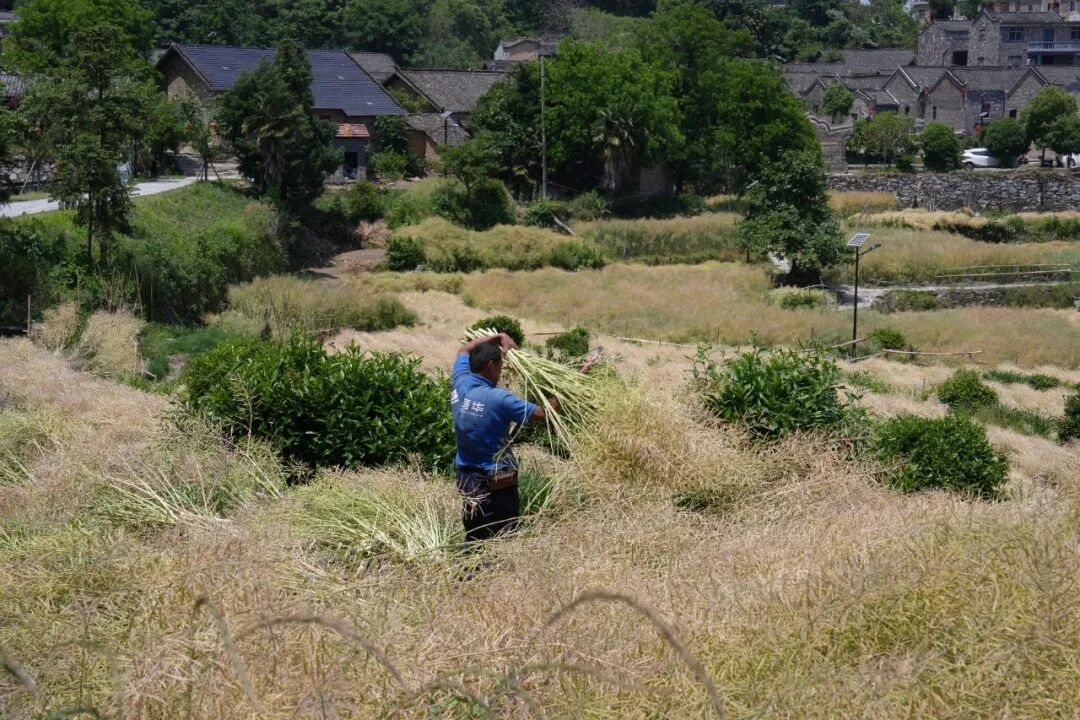 初夏的东垸 藏在古村中的治愈之旅