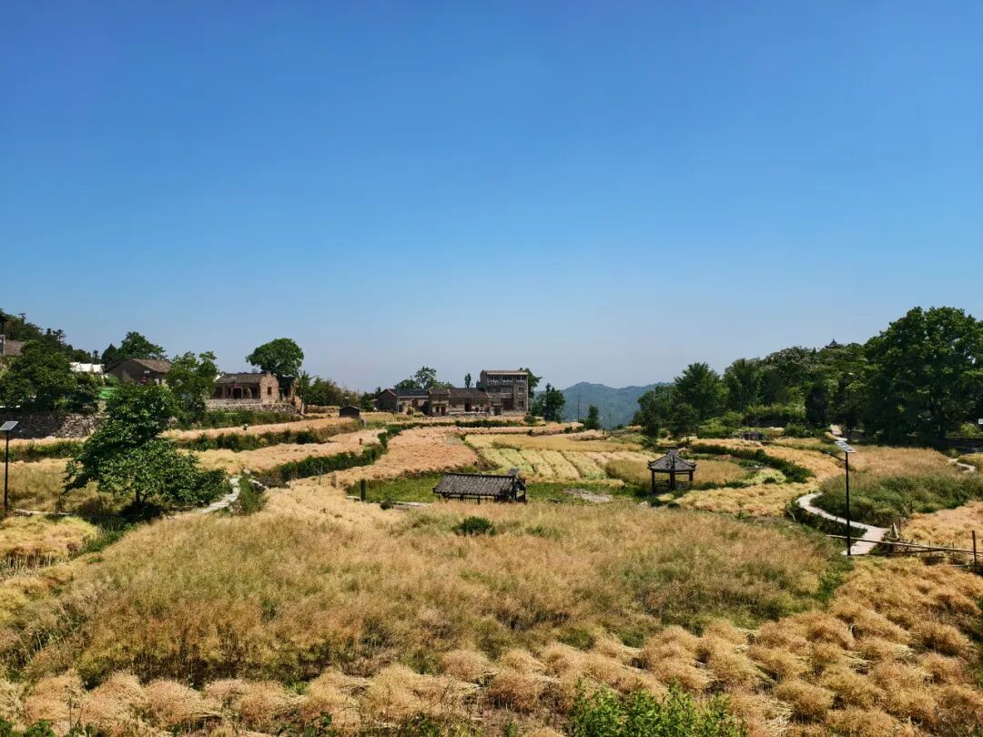 初夏的东垸 藏在古村中的治愈之旅