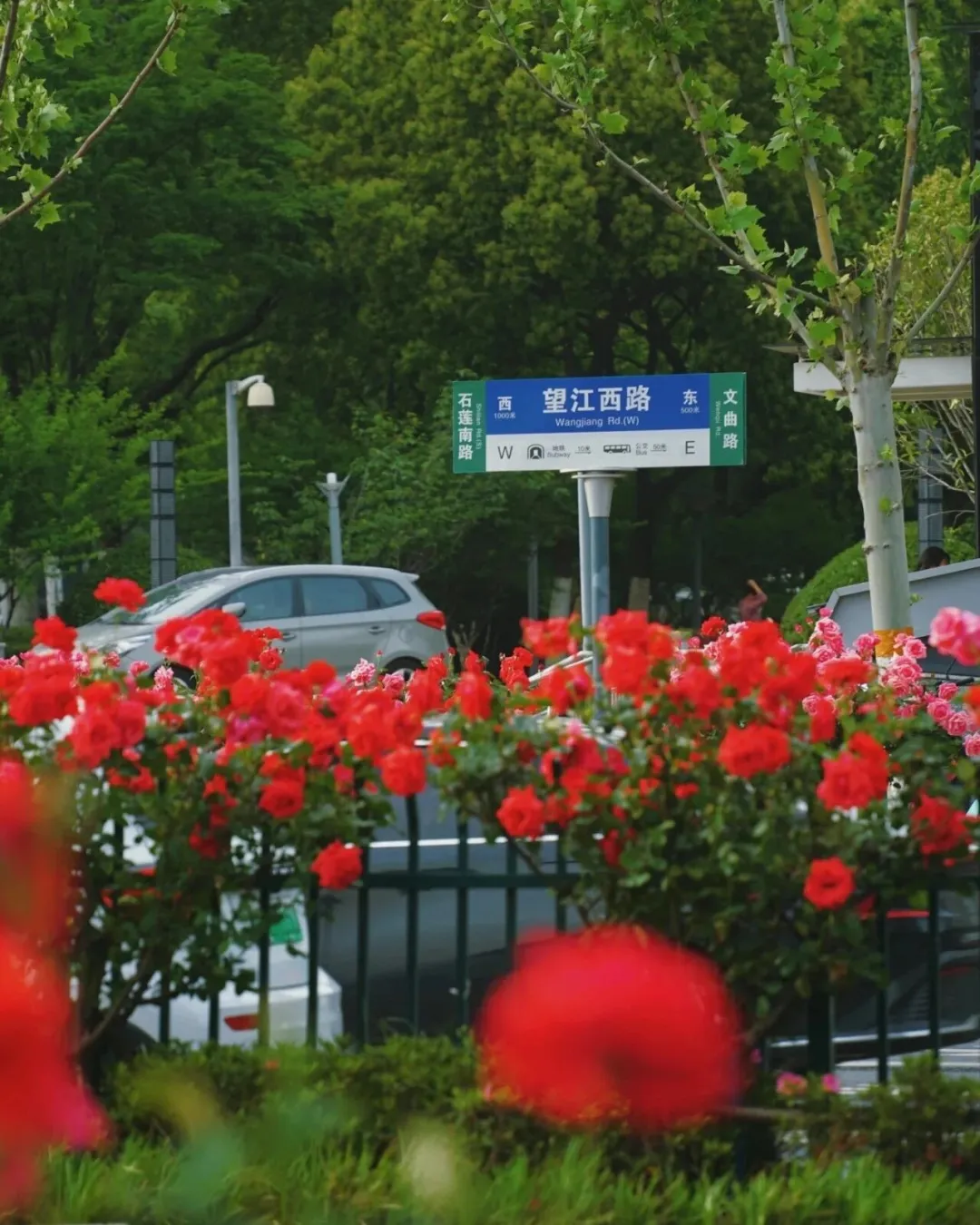 白桃妖精 月季_合肥棒棒糖月季市场销售情况_合肥棒棒糖月季种植方法