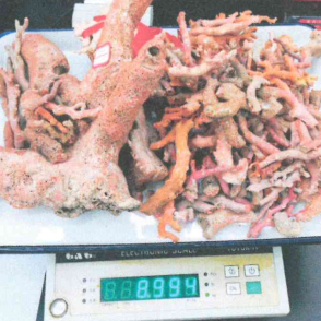 守护海洋生物多样性 | 最高判刑12年6个月！19人团伙非法采捕红珊瑚，涉案价值超2500万元