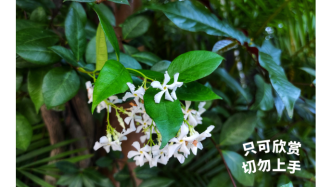 有毒！在上海各個(gè)公園大量出現(xiàn)！重要提醒：勿隨意采摘、觸碰、食用！
