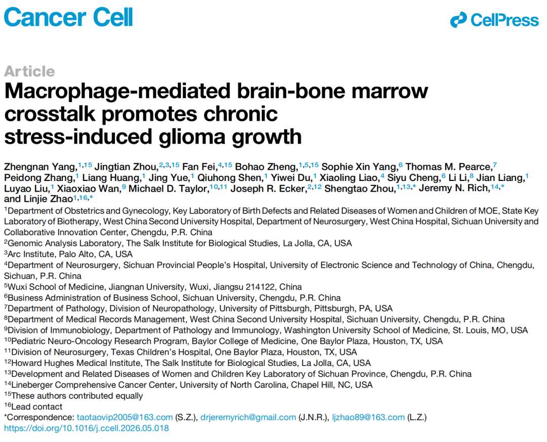 Cancer Cell:四川大学赵林桔/周圣涛等揭示慢性压力促进脑肿瘤的新机制,并提出治疗靶点及药物