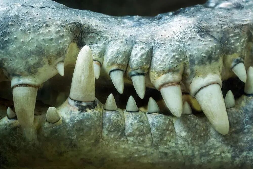有哪些你从小信到大的生物学“常识”,全是错的?!