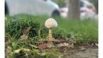 上海梅雨季高发！有毒！小区绿地出现！近期疯狂繁殖，注意提醒身边人远离…