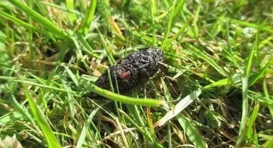 有哪些你从小信到大的生物学“常识”,全是错的?!