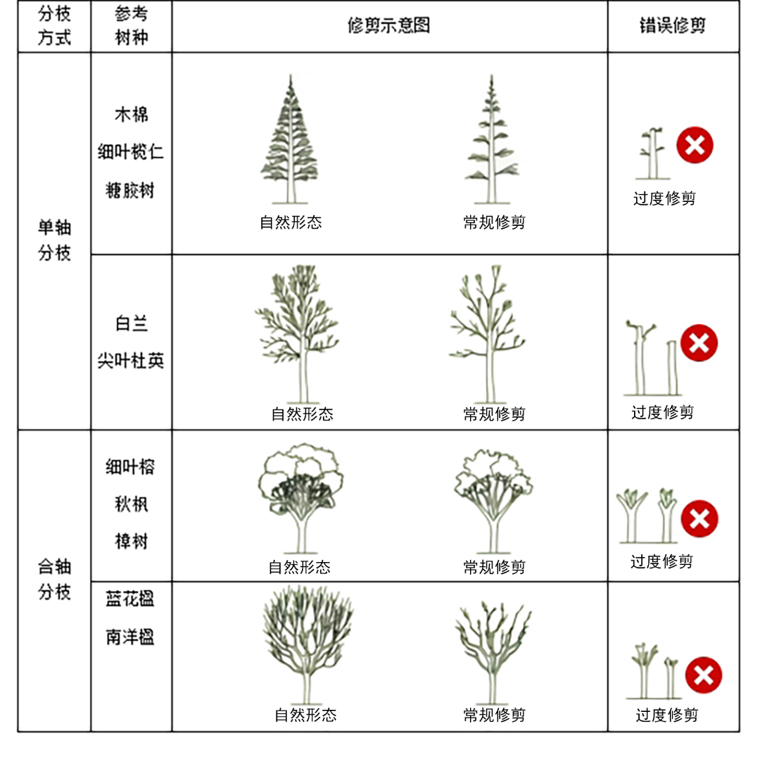 绿美蓬江·小知识 | 科学修剪树木 守护城市绿意_澎湃号·政务_澎湃新闻-The Paper