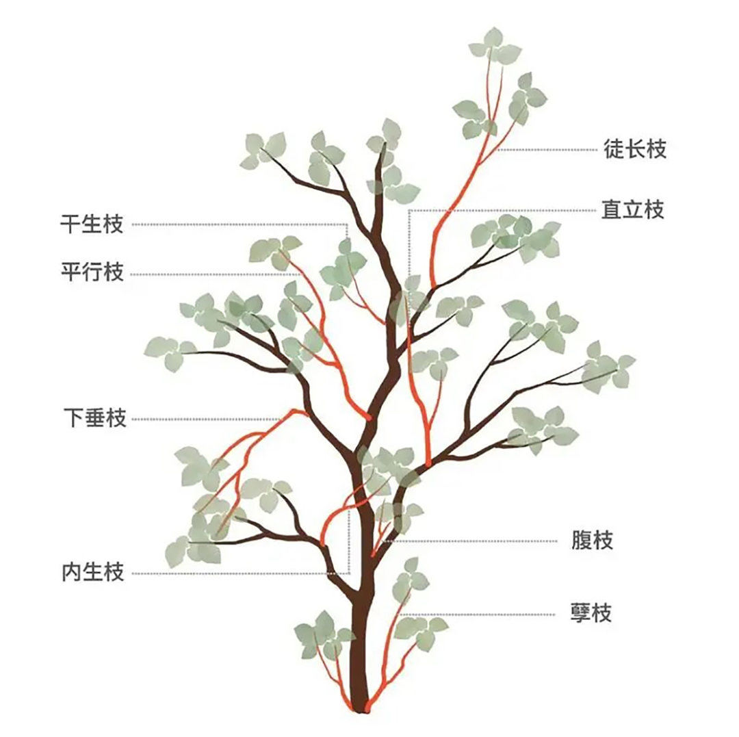 绿美蓬江·小知识 | 科学修剪树木 守护城市绿意_澎湃号·政务_澎湃新闻-The Paper