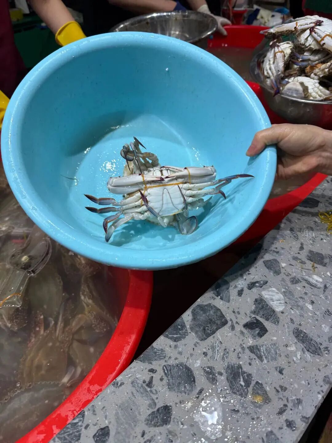 “白海豚”走了,梭子蟹来了!_澎湃号·政务_澎湃新闻-The Paper