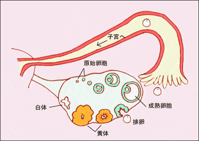 哪些行为会伤害女生的卵巢?怎样做可以改善卵巢功能?